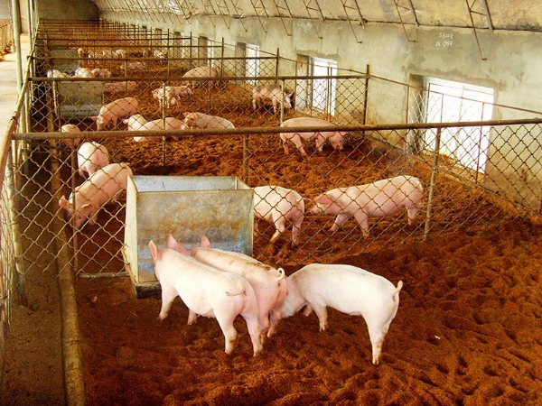 大中型畜禽養殖場沼氣工程